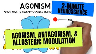 2Minute Neuroscience Agonism Antagonism amp Allosteric Modulation [upl. by Maurizia721]