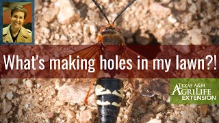 Whats Making Holes in my Lawn Webinar Series [upl. by Hussar]