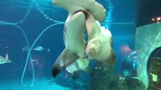 Hammerhead shark attacks sting ray at Adventure aquarium [upl. by Kalinda]