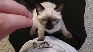 Siamese Kitten LOUDEST Purring [upl. by Mitchell]