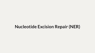 Nucleotide Excision Repair NER [upl. by Anertak]