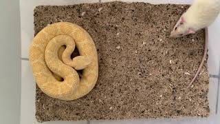 Feeding Albino Western Diamondback Rattlesnake [upl. by Willow922]