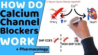 How do Calcium Channel Blockers Work Pharmacology [upl. by Siraval]