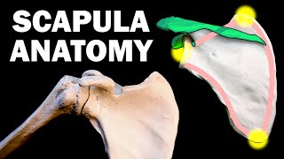 SCAPULA ANATOMY [upl. by Osi586]