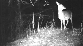 Barking Roe Deer [upl. by Yolanda]