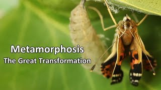 Metamorphosis  The Great Transformation [upl. by Niabi462]