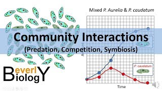 Community Interactions Competition Predation Symbiosis [upl. by Marlane860]