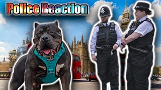 Public Reaction to XL American Bully in Central London  Bullys From UK [upl. by Ilyk]