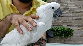 Umbrella Cockatoo Bird at Salmans Exotic Pet Store [upl. by Notnilc]