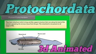 Protochordata  phylum  3d Animated 🔥 Neet  CBSE [upl. by Ishmul374]