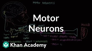 Types of Neurons Explained [upl. by Cedric]