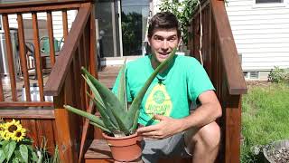 How to Grow Aloe  a Complete Growing Guide [upl. by Nikkie]