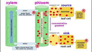 Types of Plant Tissues [upl. by Atinev]