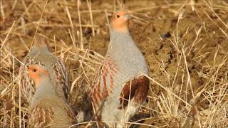 ORVIS  Upland Hunting  Hungarian Partridge [upl. by Salaidh]