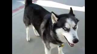 Siberian Husky Barking [upl. by Leonsis]