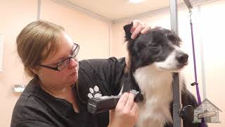 Grooming a Border Collie [upl. by Akihsar973]