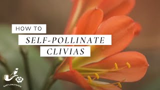 How To SelfPollinate Clivias [upl. by Senecal]