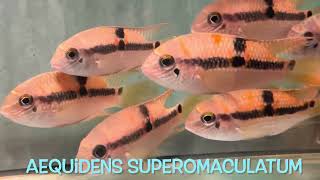 Aequidens superomaculatum [upl. by Boorer]