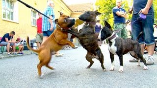 Staffordshire Bullterrier GBF Clubschau 2013 Part 1 Males [upl. by Ayouqes]