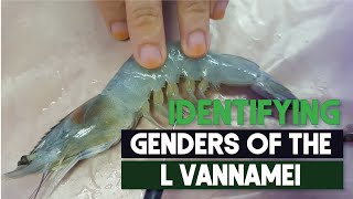 How to identify sex male and female Shrimps easily L Vannamei  Aquaculture Technology [upl. by Prue]