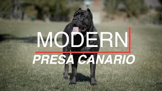 THE MODERN PRESA CANARIO [upl. by Cohligan985]