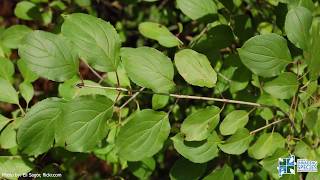 How To Identify European Buckthorn [upl. by Nage334]