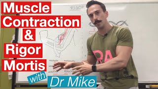 Rigor Mortis and Muscle Contraction  Muscular System [upl. by Ynattib243]