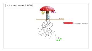 Scienze  I funghi [upl. by Rina25]