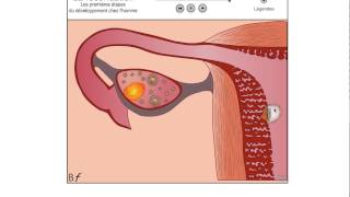 Cours SVT 4°  De la fécondation à la naissance [upl. by Ajak]