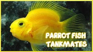 Tankmates of Freshwater Parrot Fish [upl. by Artemas]