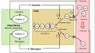 eSVT La régulation de la glycémie par le foie et le pancréas [upl. by Aslehc]