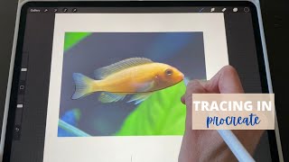 Tracing a photo in Procreate how To step by step Tutorial [upl. by Freberg]