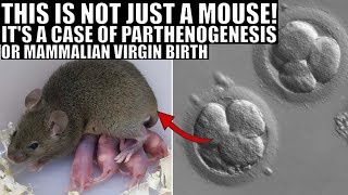 Gene Editing Creates a Virgin Birth Mouse That Even Gives Birth  Parthenogenesis Explained [upl. by Foy866]