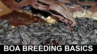 Boa Breeding Basics [upl. by Leinto]