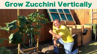 Growing Zucchini Vertically [upl. by Ralli]