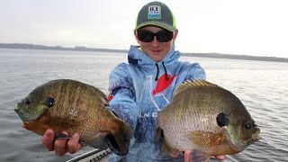 How To Catch GIANT Bluegills in Public Lakes [upl. by Aevin]