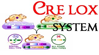 Cre lox recombination system [upl. by Zicarelli]