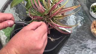 AIR PLANT CARE HOW TO GERMANATE AND GROW TILLANDSIA AIR PLANTS FROM SEEDS [upl. by Yoho]