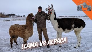 LLAMA VS ALPACA  Ep72  Llama Life [upl. by Anatnas106]