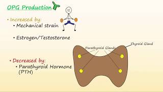 Bone Regulation Part 1 [upl. by Phoebe629]