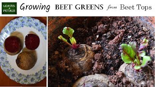 Growing Beet Greens from beet tops at home Time Lapse pictures [upl. by Anilra]