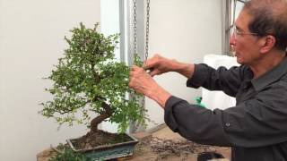 How to Prune a Chinese Elm Bonsai Tree EASY  Peter Chan [upl. by Odlanor]