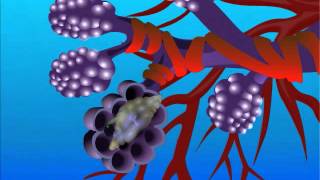 Aspergillus fumigatus VS Aspergillus flavus  Microbiology [upl. by Isadora]