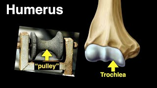 Humerus [upl. by Thaxter]