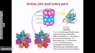 Proteasome and protein degradation [upl. by Lyreb]