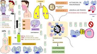 Micobacterium Tuberculosis [upl. by Jacie366]