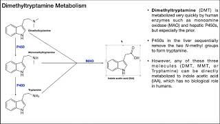 Dimethyltryptamine DMT  Biosynthesis Mechanism amp Metabolism [upl. by Ila678]