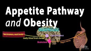 The Brains HungerSatiety Pathways and Obesity Animation [upl. by Balbinder563]