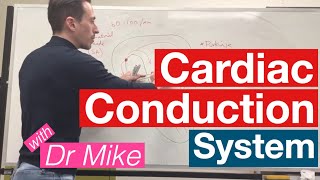 Cardiac Conduction System  Cardiology [upl. by Pennington]