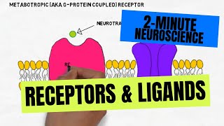 2Minute Neuroscience Receptors amp Ligands [upl. by Colier]